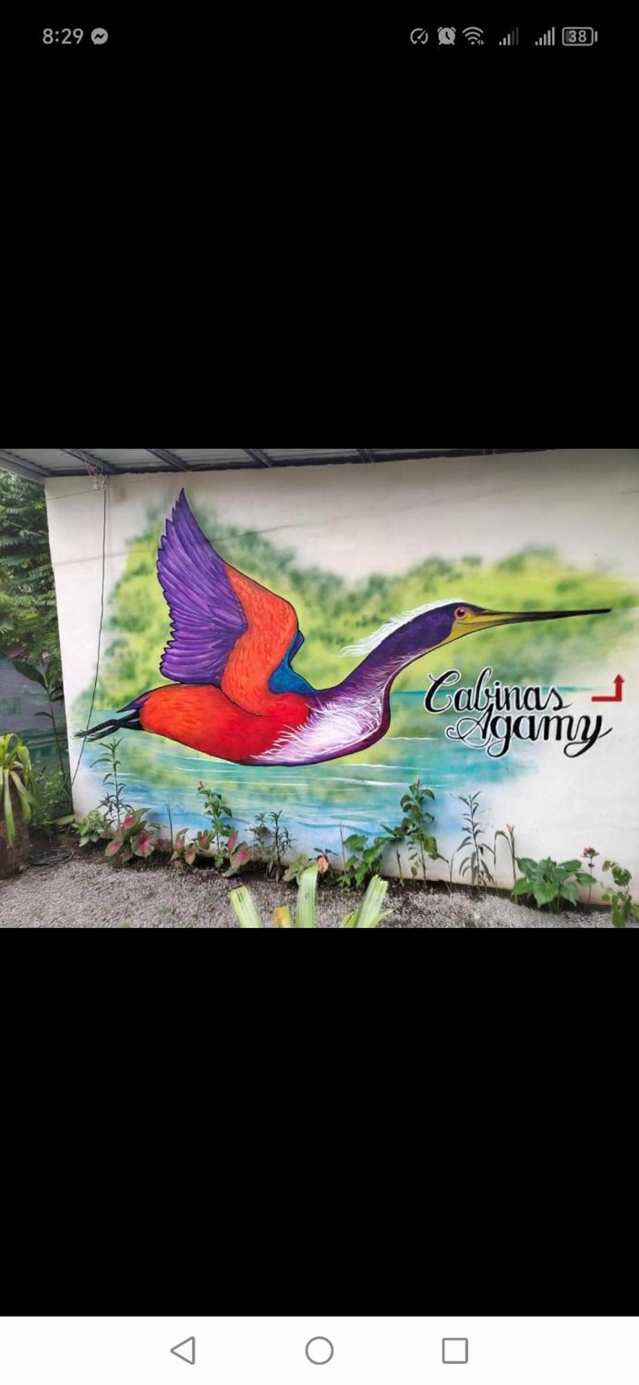 Cabinas Agamy Tortuguero Εξωτερικό φωτογραφία