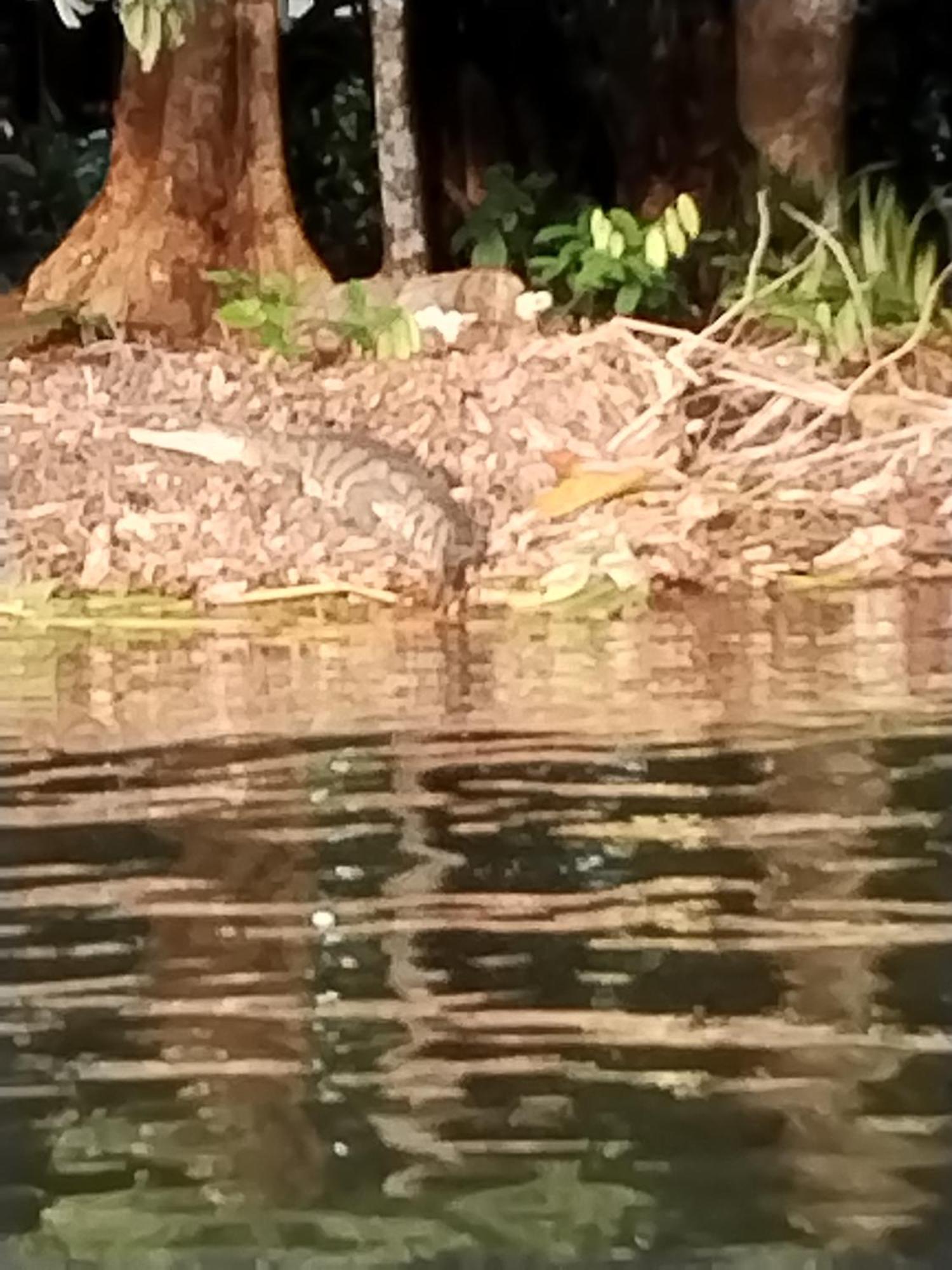 Cabinas Agamy Tortuguero Εξωτερικό φωτογραφία